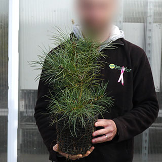 arbre de noel - pin napoleon en pot 3l